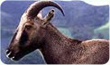 Kerala Wildlife